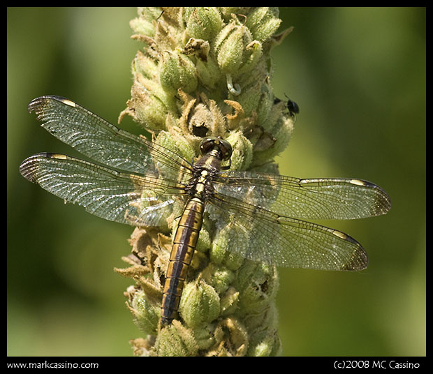 Spangled Skimmer Spangled Skimmer