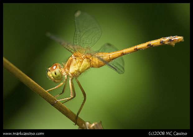 Meadowhawk Dragonfly Meadowhawk Dragonfly