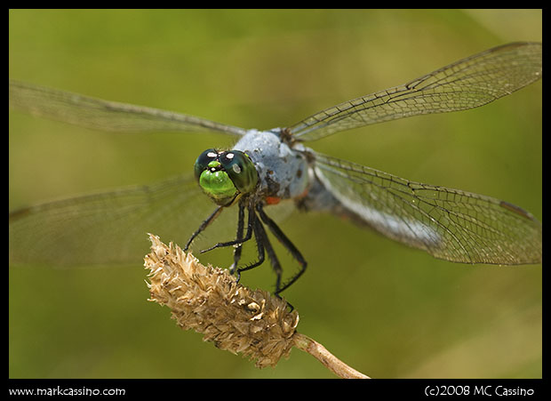 Blue Dasher Blue Dasher