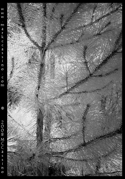 Pine Tree in Infrared Pine Tree in Infrared