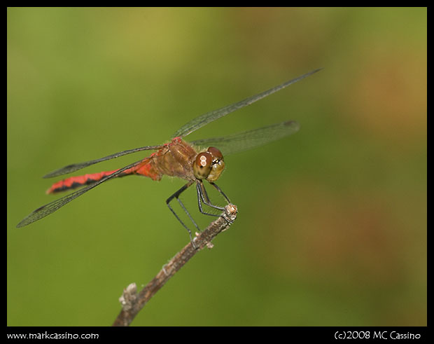 Meadowhawk Dragonfly Meadowhawk Dragonfly