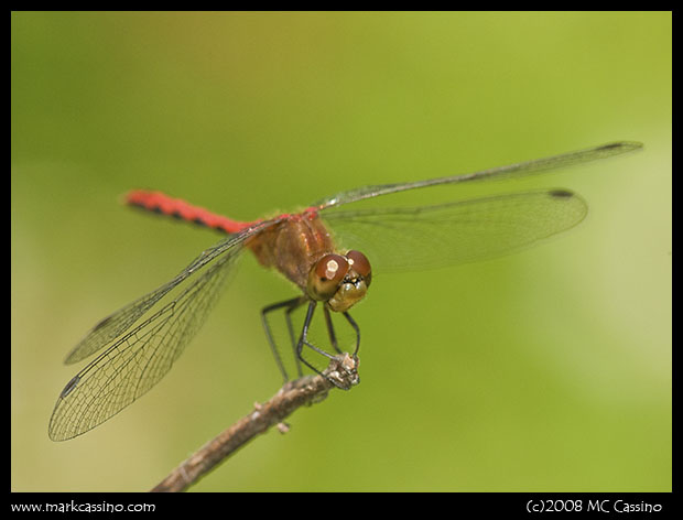 Meadowhawk Dragonfly Meadowhawk Dragonfly