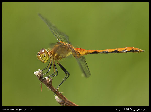Meadowhawk Dragonfly Meadowhawk Dragonfly