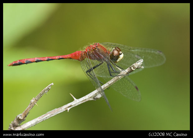 Whitefaced Meadowhawk Whitefaced Meadowhawk