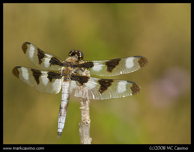 Twelve Spotted Skimmer Twelve Spotted Skimmer