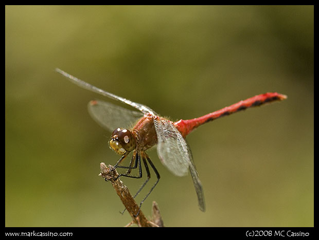 Whitefaced Meadowhawk Dragonfly