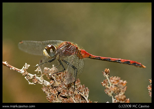 Whitefaced Meadowhawk Whitefaced Meadowhawk