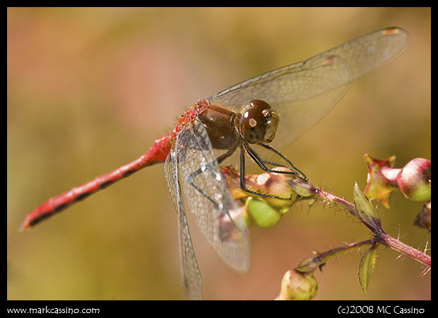 Meadowhawk Dragonfly Meadowhawk Dragonfly