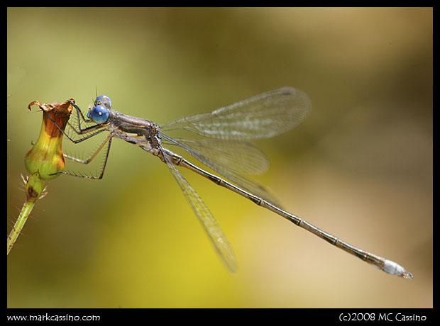 Common Spreadwing Common Spreadwing