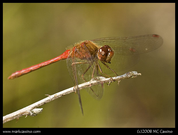 Autumn Meadowhawk Autumn Meadowhawk