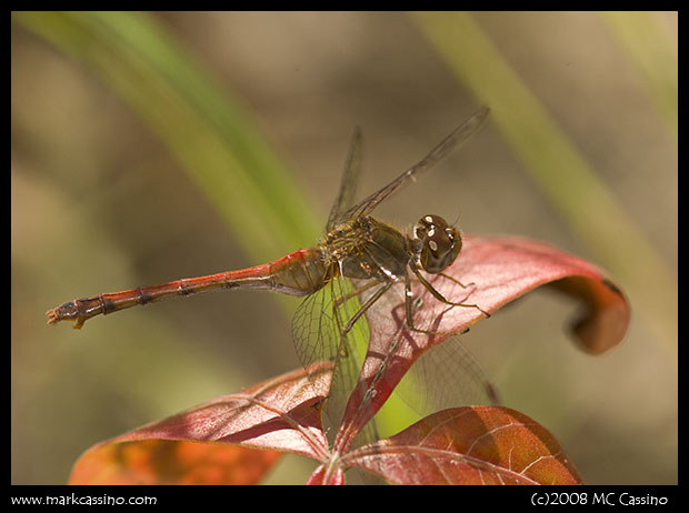 Meadowhawk Dragonfly Meadowhawk Dragonfly