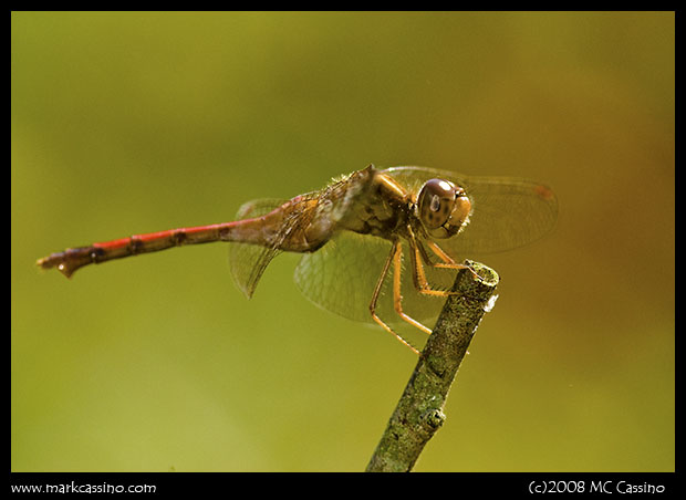 Autumn Meadowhawk (a.k.a. Yellow Legged Meadowhawk) Autumn Meadowhawk (a.k.a. Yellow Legged Meadowhawk)