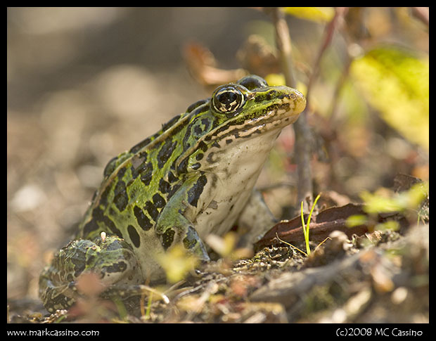 Northern Leopard Frog Northern Leopard Frog