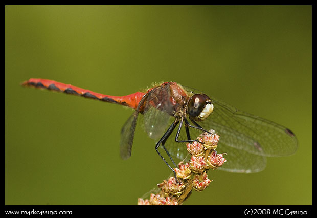 Whitefaced Meadowhawk Whitefaced Meadowhawk