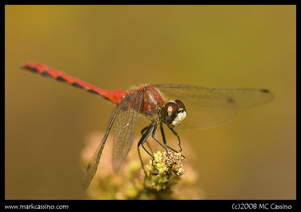 Whitefaced Meadowhawk Whitefaced Meadowhawk