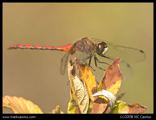 Whitefaced Meadowhawk Whitefaced Meadowhawk