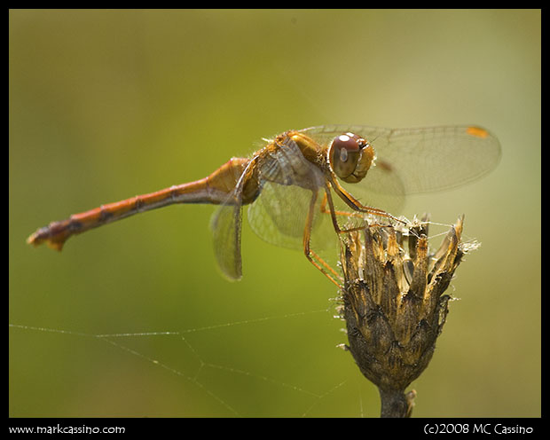 Autumn Meadowhawk Autumn Meadowhawk
