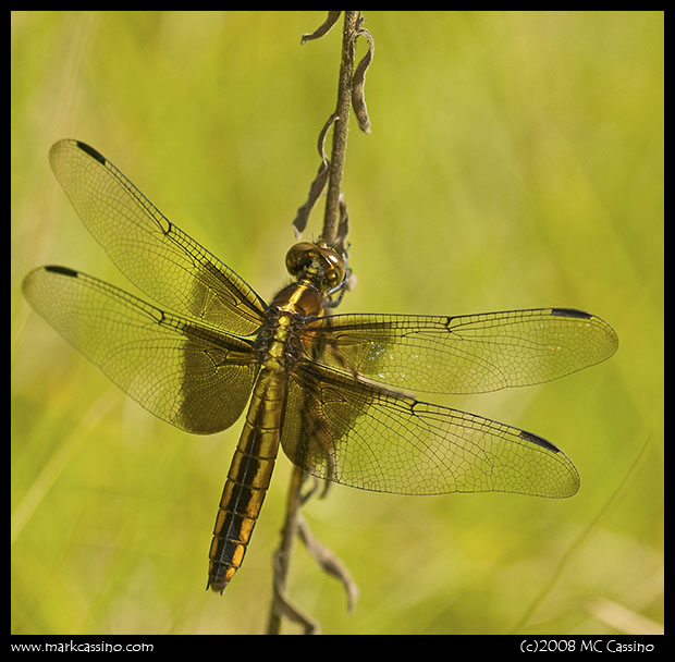 Widow Skimmer Widow Skimmer