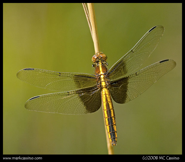 Widow Skimmer Widow Skimmer