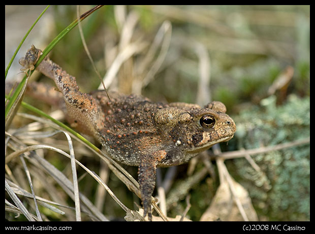 Common Toad Common Toad