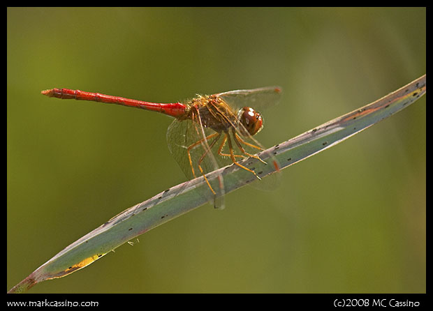 Autumn Meadowhawk Autumn Meadowhawk