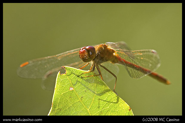 Autumn Meadowhawk Autumn Meadowhawk