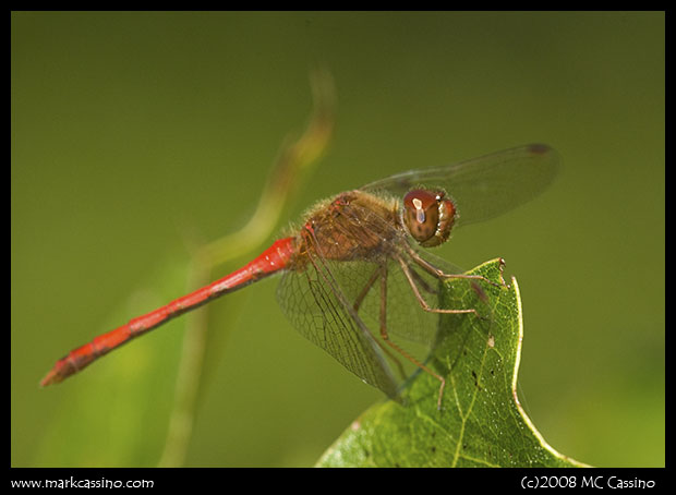 Autumn Meadowhawk Autumn Meadowhawk