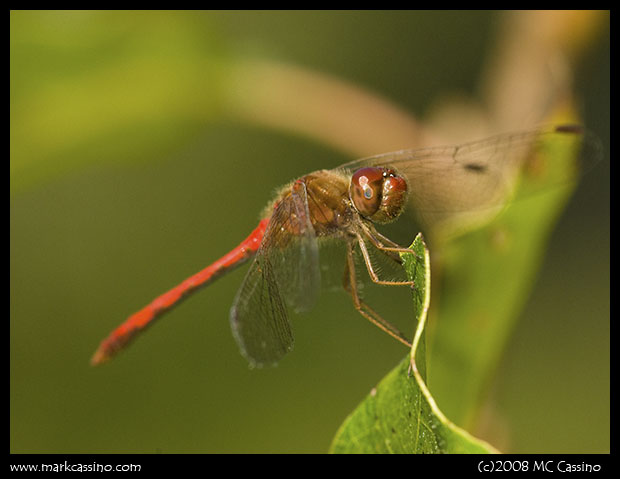 Autumn Meadowhawk Autumn Meadowhawk