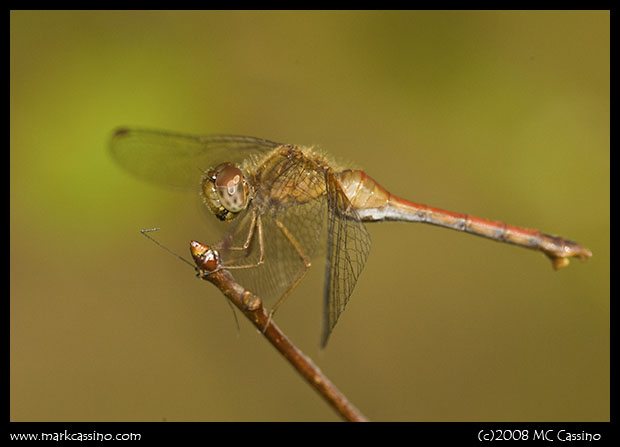 Autumn Meadowhawk Autumn Meadowhawk