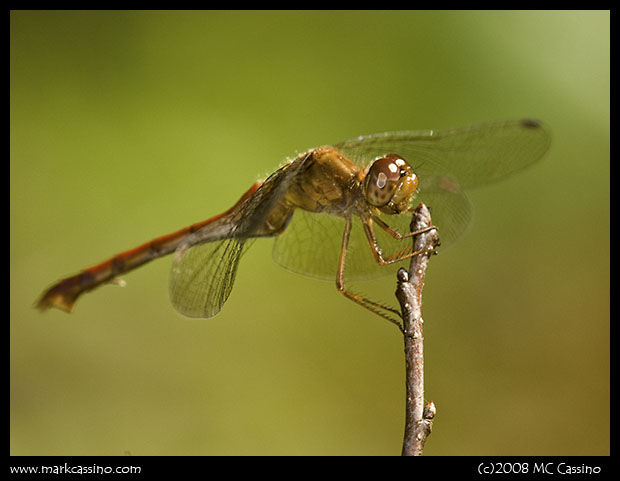 Autumn Meadowhawk Autumn Meadowhawk
