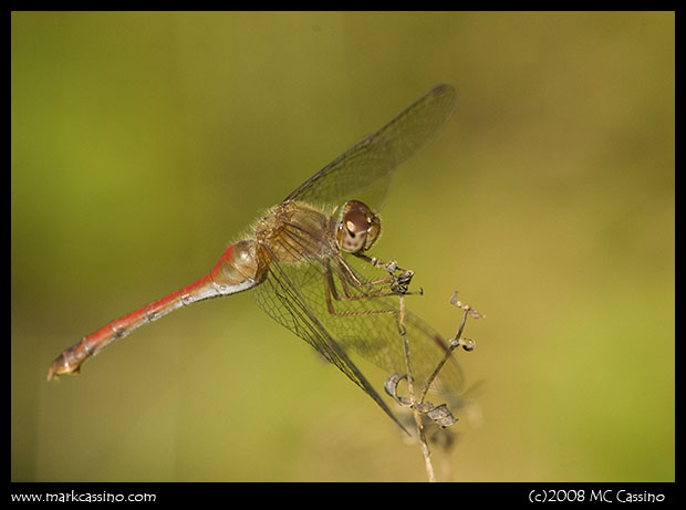 Autumn Meadowhawk Autumn Meadowhawk