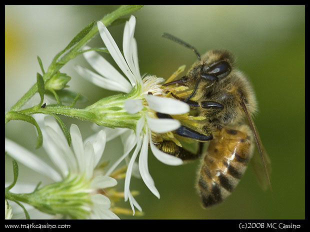 Honey Bee On Aster Honey Bee On Aster