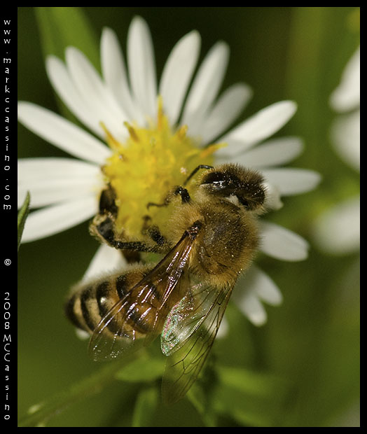 Honey Bee On Aster Honey Bee On Aster