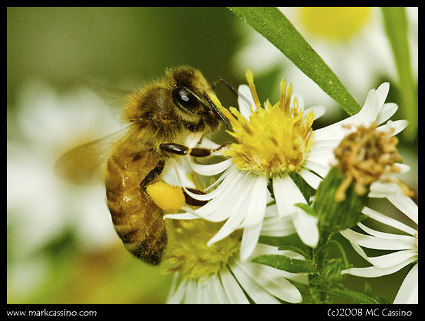 Honey Bee On Aster Honey Bee On Aster