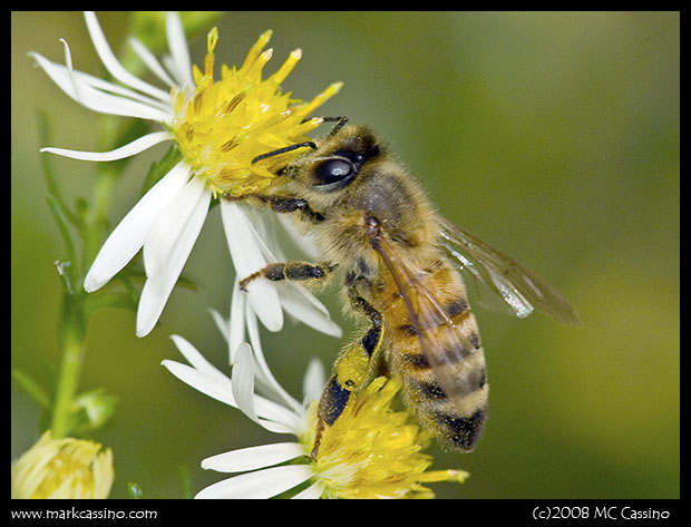 Honey Bee On Aster Honey Bee On Aster