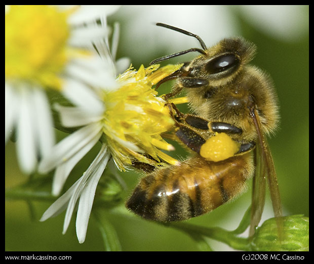 Honey Bee On Aster Honey Bee On Aster