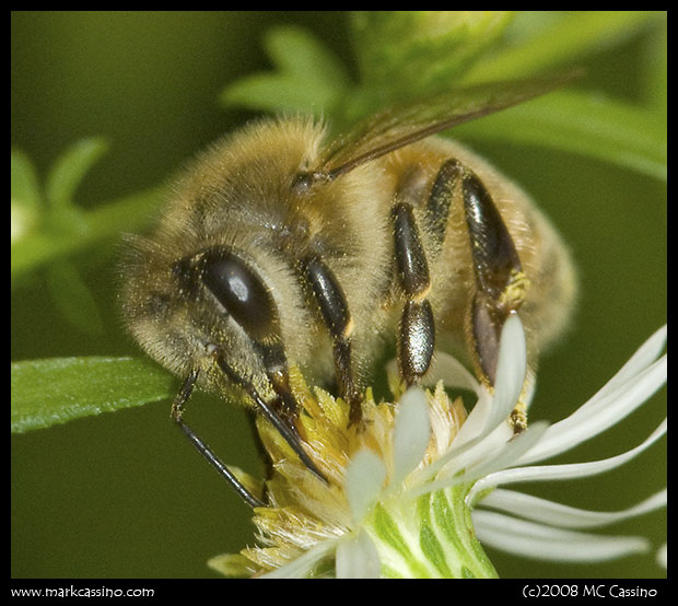Honey Bee On Aster Honey Bee On Aster