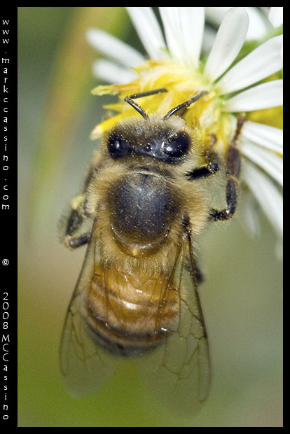 Honey Bee On Aster Honey Bee On Aster