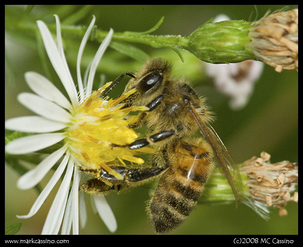 Honey Bee On Aster Honey Bee On Aster
