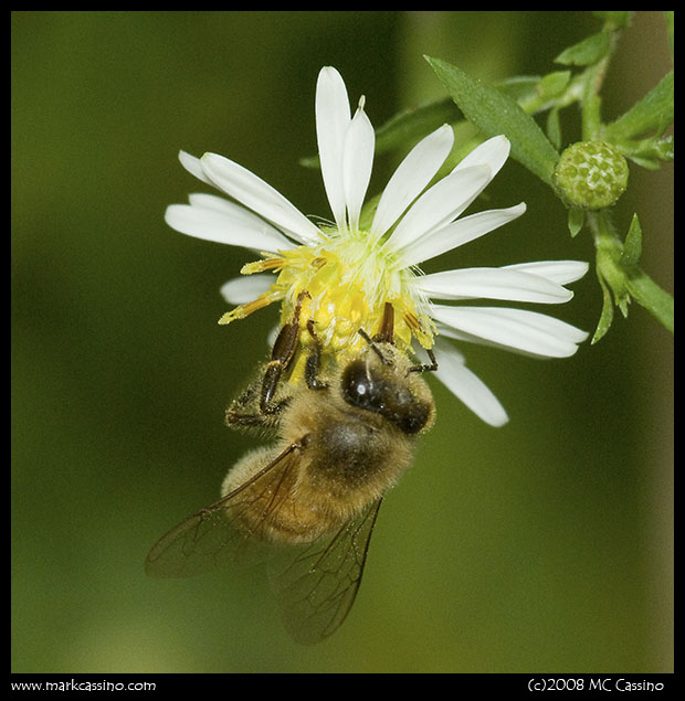 Honey Bee On Aster Honey Bee On Aster