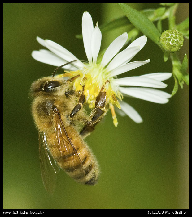 Honey Bee On Aster Honey Bee On Aster