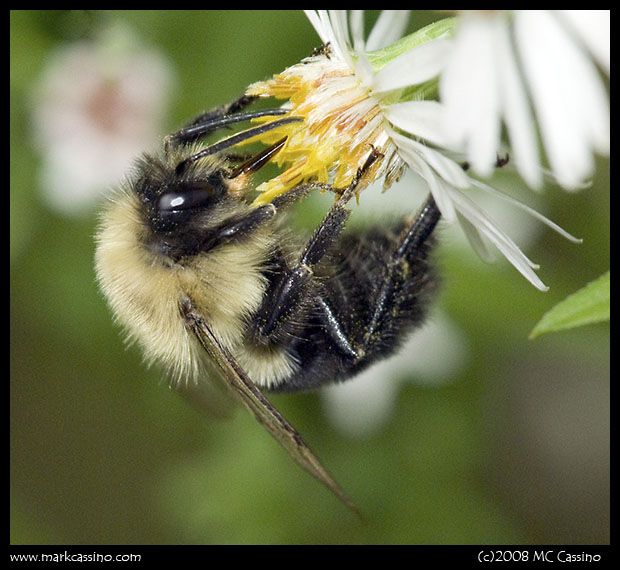 Bumble Bee Bumble Bee