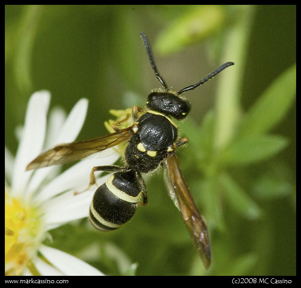 Wasp On Aster Wasp On Aster