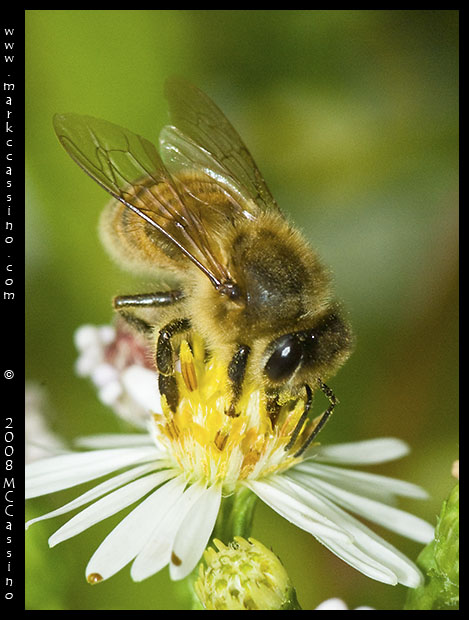 Honey Bee On Aster Honey Bee On Aster