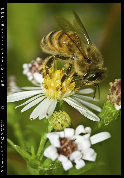 Honey Bee On Aster Honey Bee On Aster