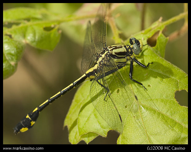 Clubtail Dragonfly