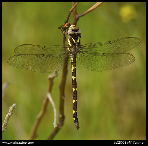 Brown Spiketail Dragonfly