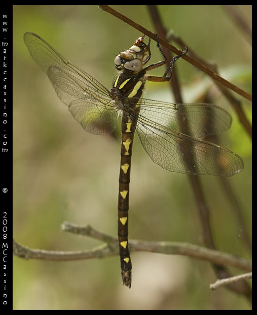 Brown Spiketail Dragonfly
