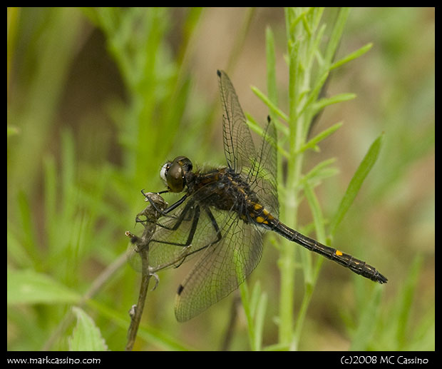 Dot Tailed Whiteface Dragonfly