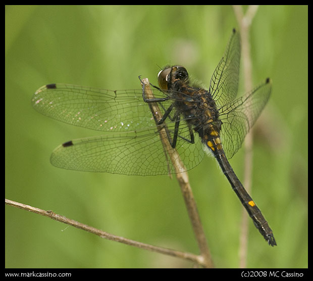 Dot Tailed Whiteface Dragonfly
